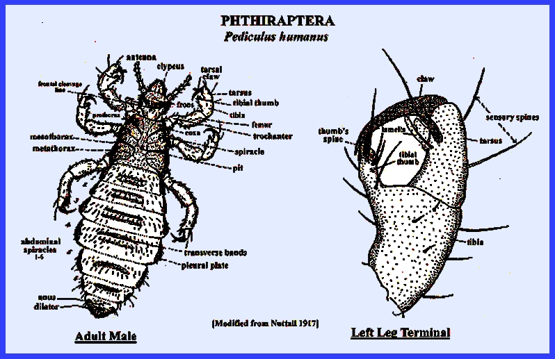 <p>Lice Anatomy</p>