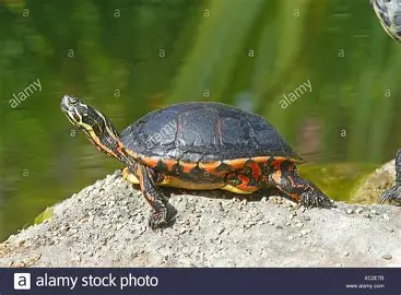 <p>beaver ponds and aquatic vegetation; marginal scutes have red; thick lines on head with occasional yellow spot behind eye; large scutes in rough row</p>