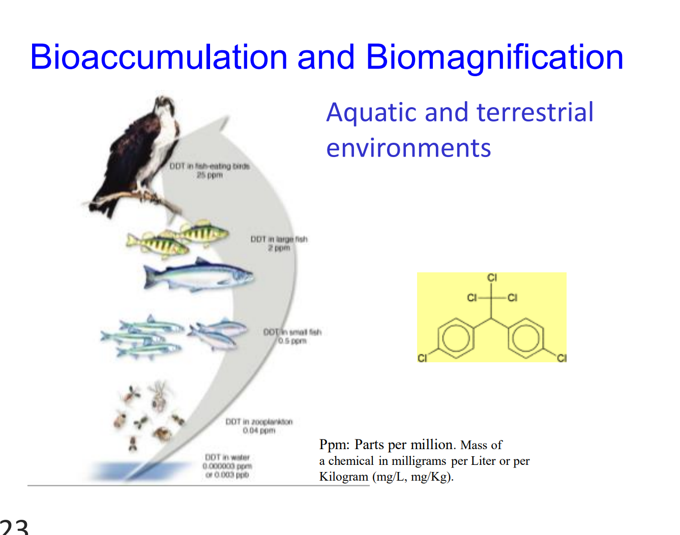 <p><strong>Bioaccumulation </strong></p><ul><li><p>occurs when an individual organism absorbs a toxic substance at a rate faster than it can break it down or excrete it.</p></li></ul><ul><li><p><span>Over time, the chemical builds up inside the organism's body tissues.</span></p></li><li><p><span>This is why even trace amounts of DDT in the water accumulate to higher levels in microscopic zooplankton </span></p></li></ul><p><strong>Biomagnification (Food Chain Level)</strong></p><ul><li><p>Biomagnification is the process where the concentration of a toxin <strong>increases dramatically</strong> as it moves up to higher trophic levels in a food chain.</p></li></ul><div data-type="horizontalRule"><hr></div><p></p>