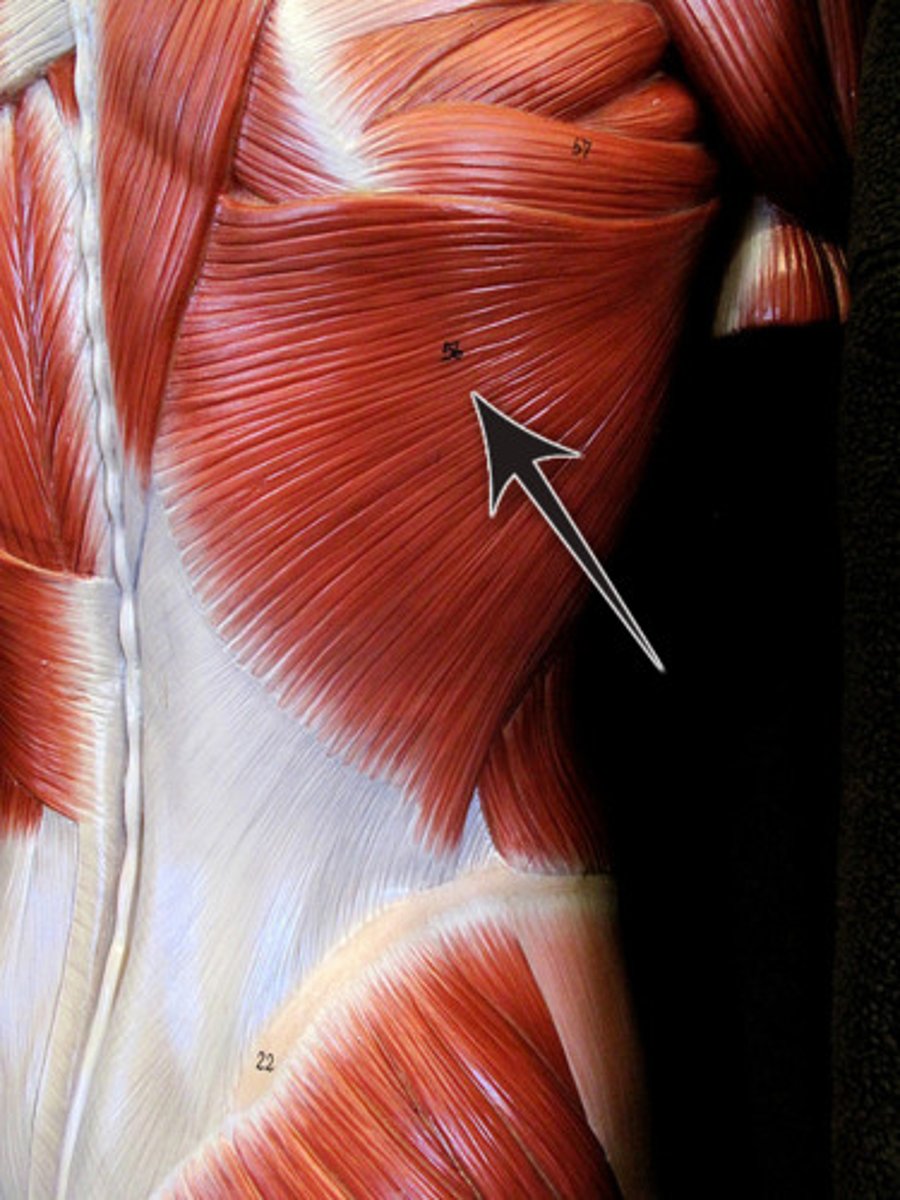 <p>Action - extends, adducts, and medially rotates the arm; draws the shoulder downward and backward</p>