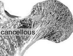 <p>What type of bone is this?</p>