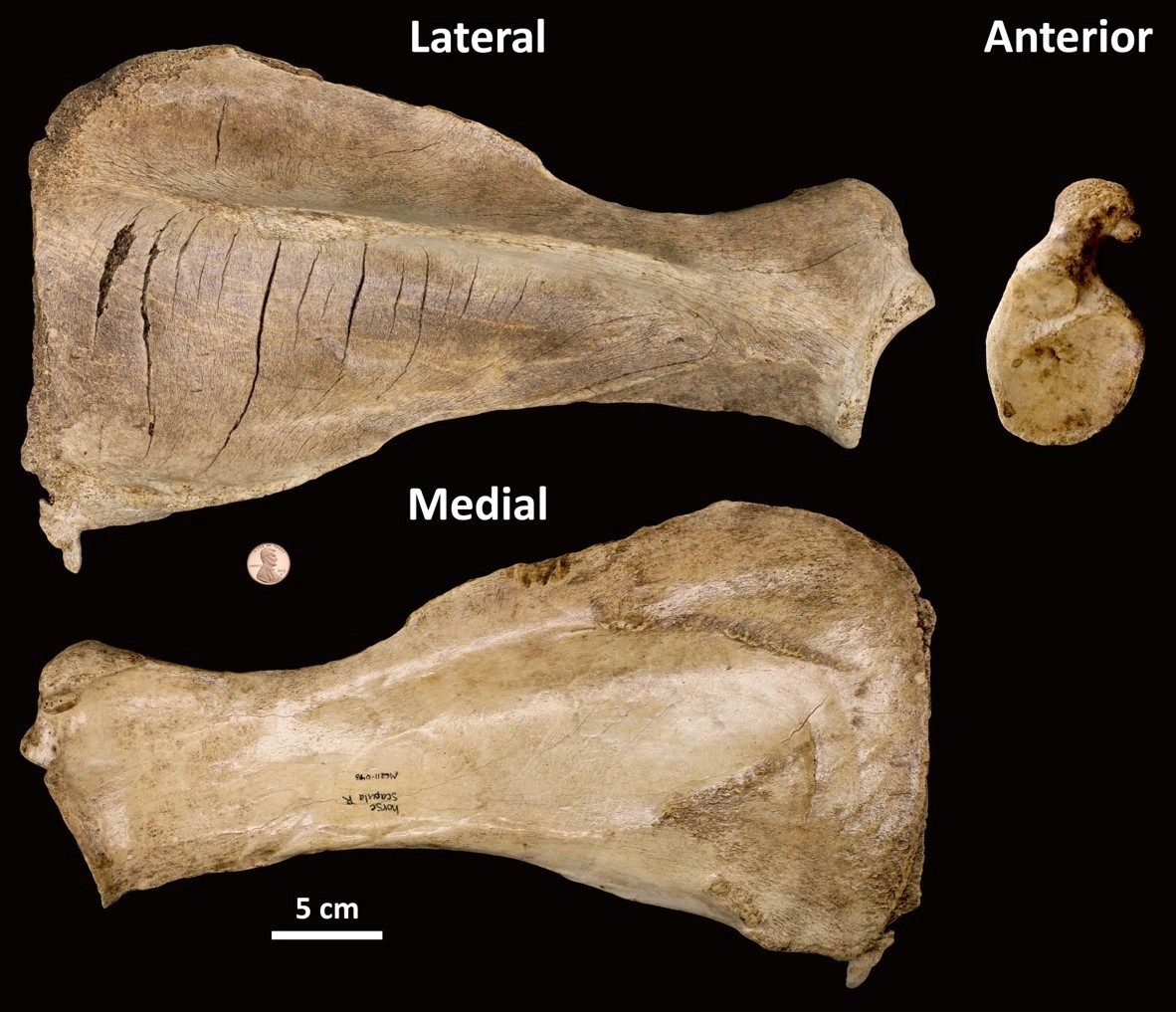 <p>identify with features</p>