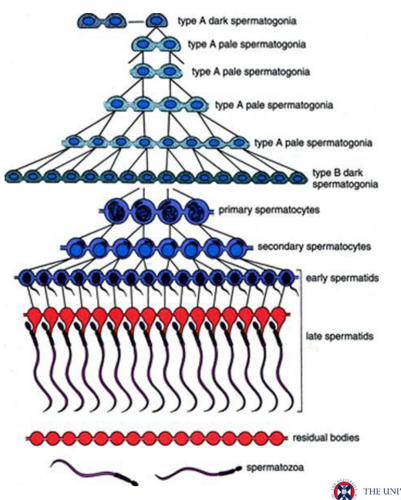 <p>Produce haploid and genetically diverse, motile sperm</p><p>occurs in the seminiferous epithelium from basal surface to luminal surface</p>