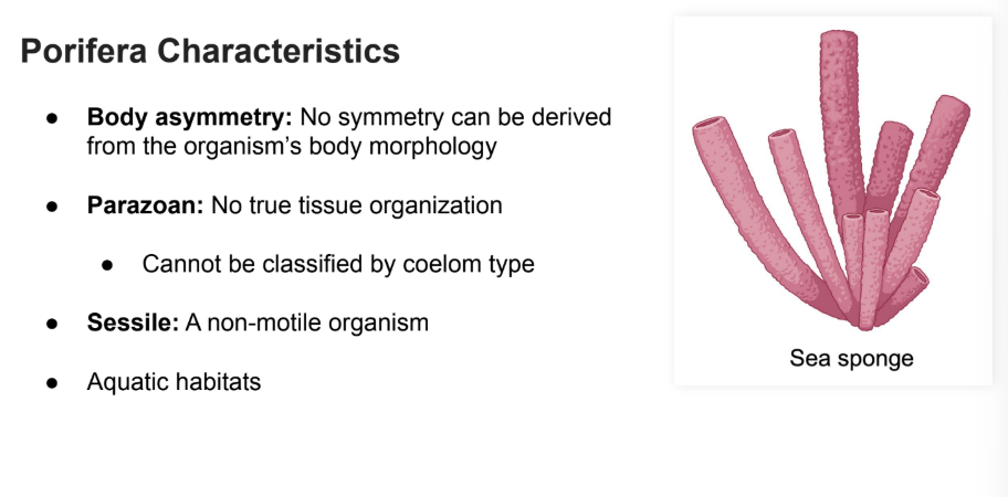 <p><strong>No true tissue organization,</strong> these species cannot be classified by <strong>COELOM</strong></p>