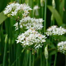 <p><span><br>Allium canadense</span></p>