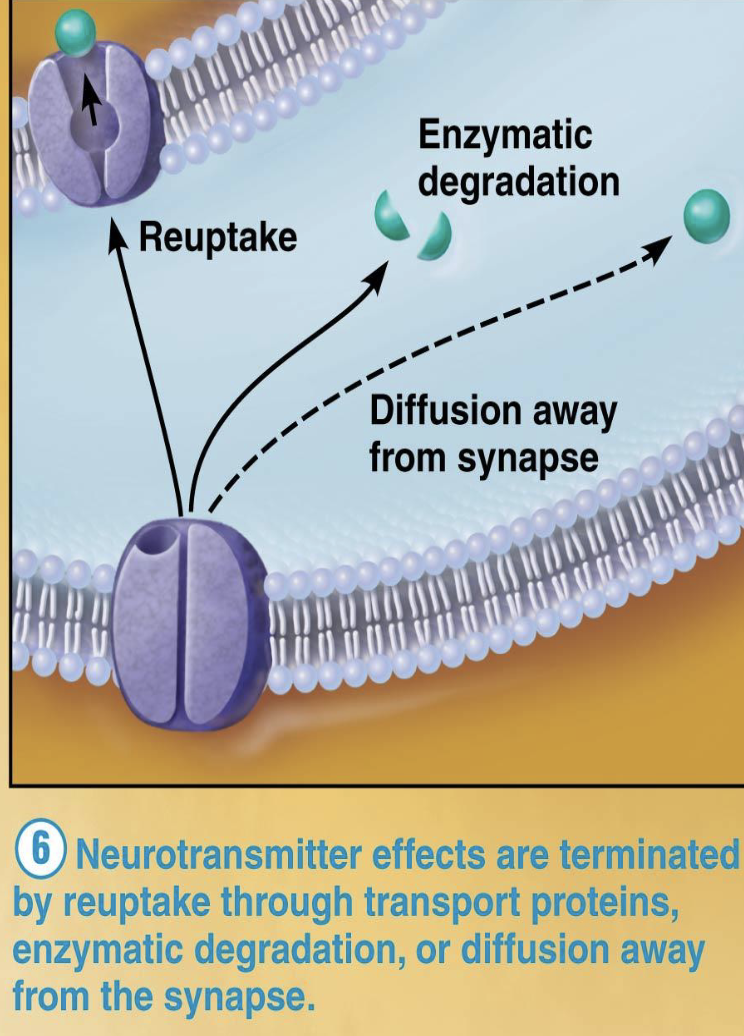 <p><strong>Termination of the Signal</strong></p><ul><li><p>What are the four ways synaptic signals terminate?</p></li><li><p>What is reuptake?</p><ul><li><p>What causes neurotransmitter degradation?</p><ul><li><p>What happens during diffusion termination?</p></li></ul></li></ul></li></ul><p></p>