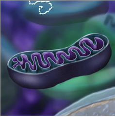 <p>Carry out aerobic respiration, where carbohydrates are broken down to to create energy in the form of ATP.</p>