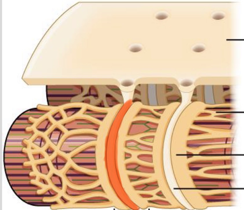 <p>infoldings of sarcolemma</p>
