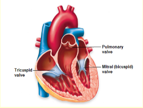 <p>What is the purpose of the valves? How do they function?</p>