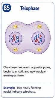 Chromosomes reach opposite poles begin to uncoil and new nuclear envelopes form around each set. Example: Two newly forming nuclei indicate telophase.