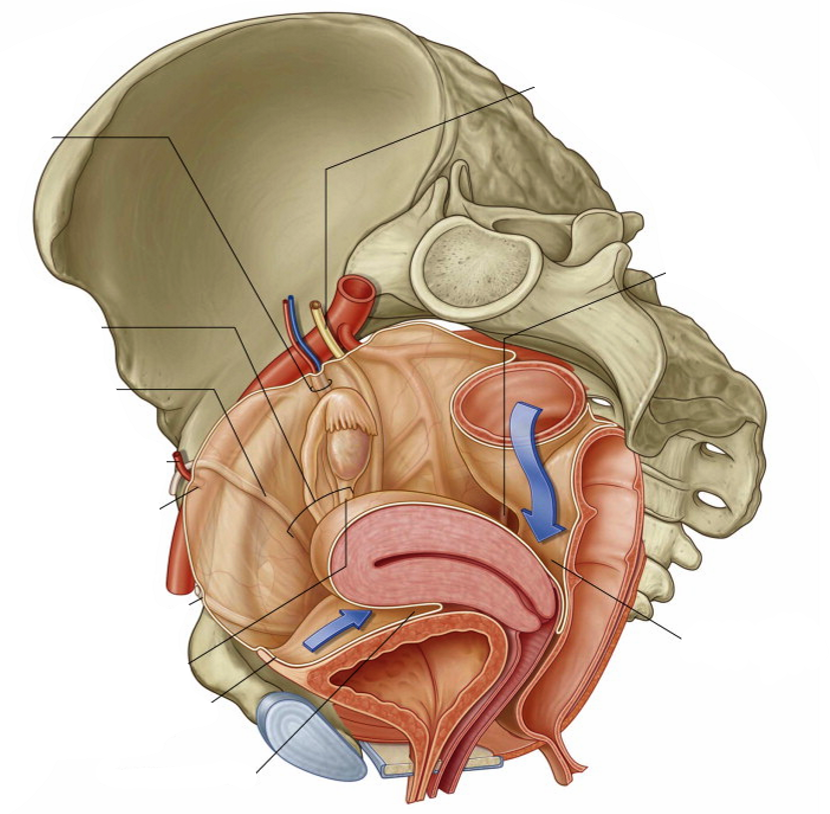 <p>Label the following diagram</p>