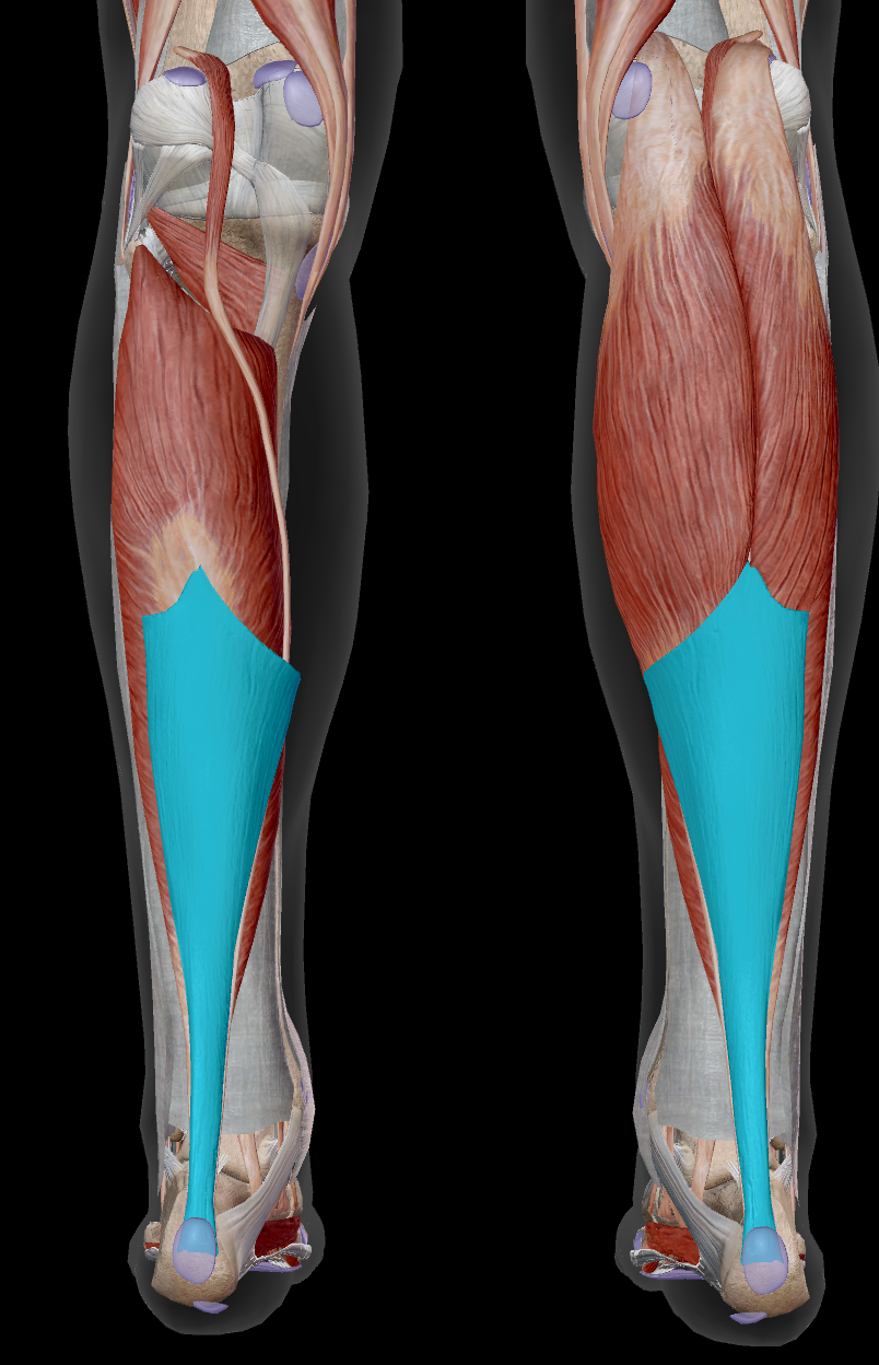 <p>Identify the name of the structure in the image.</p>