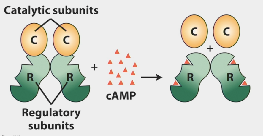 <ul><li><p>activated by cAMP</p></li><li><p>a protein that regulates activity of other proteins by covalently adding phosphate groups to them</p></li><li><p>consists of 4 subunits (2 regulatory, 2 catalytic)</p><ul><li><p>when activated → catalytic sites begin phosphorylating other proteins</p></li></ul></li><li><p>directly controls molecules of <strong>glycogen metabolism</strong></p><ul><li><p>stimulation of glycogen breakdown</p></li><li><p>inhibition of glycogen synthesis</p></li></ul></li></ul><p></p>