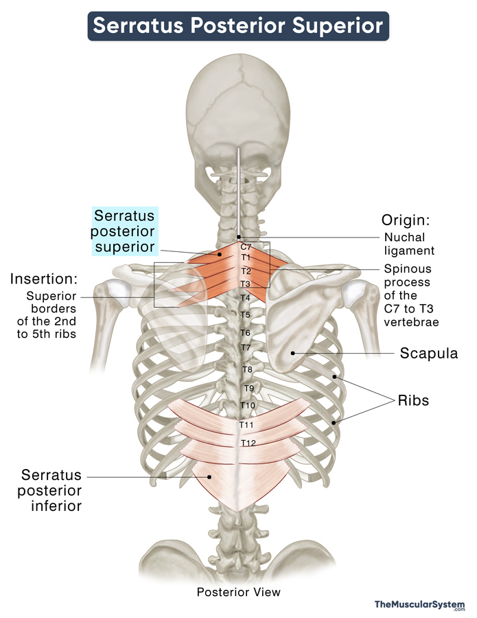 <p>serratus posterior superior</p>