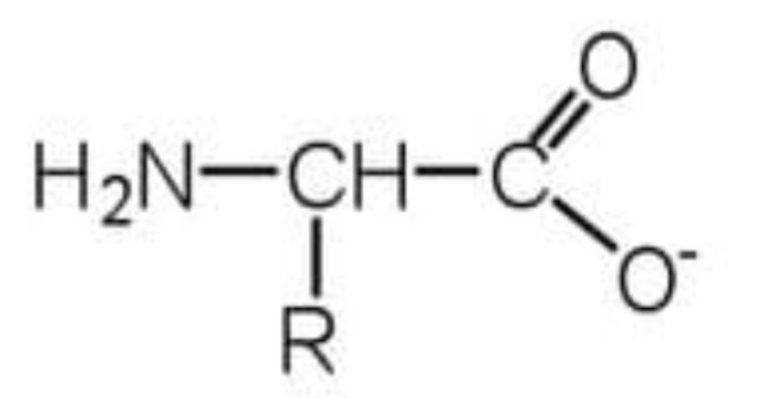 <p>pH is greater than the isoelectric point Acts as an acid</p><p>Loses a proton</p>