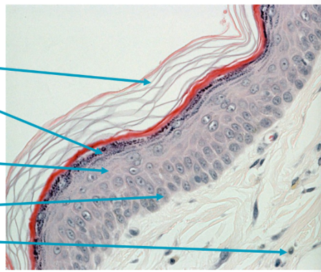 <p>Identify the layers</p>