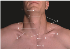 <p>Identify the structure at #8</p>
