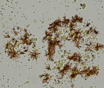 <p>what crystal? acid or alk? </p>