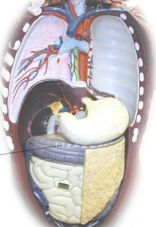 <p><span>Name the structure</span></p>