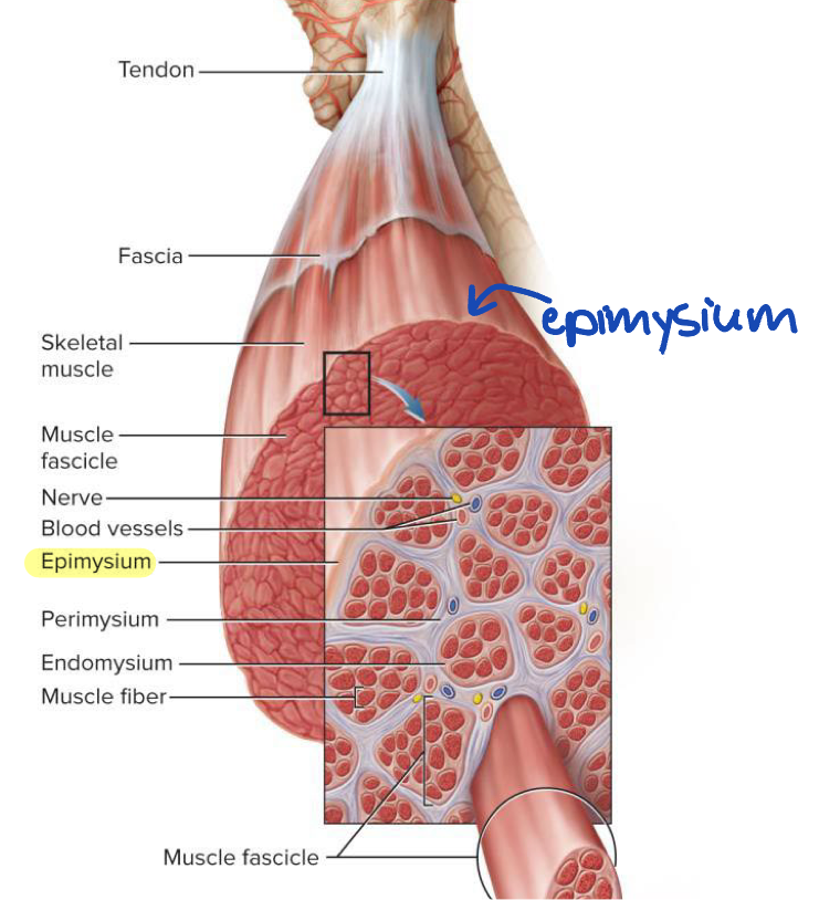 <p>Fibrous sheath surrounding entire muscle → outer surface blends into fascia and inner projections (parts that move inward in between muscle fascicles) help form perimysium</p>