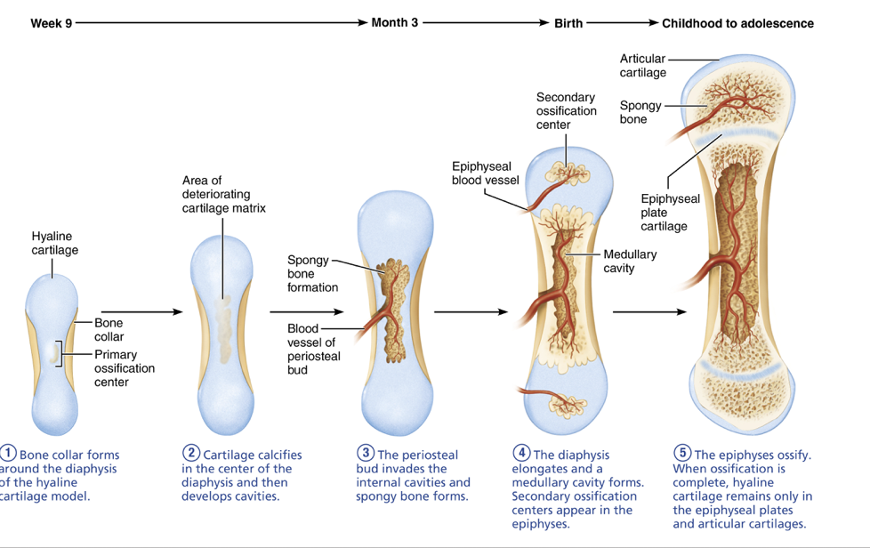 <ol><li><p>Bone collar forms around diaphyseal margins of cartilage model</p></li><li><p>Hypertrophied chondrocytes in center of shaft calcify surrounding cartilage matrix, cavities develop</p></li><li><p>Periosteal bud invades internal cavities, forming early spongy bone</p></li><li><p>Medullary cavity formed, diaphysis elongate, and secondary ossification centers form at epiphyses</p></li><li><p>Epiphyses ossify, articular cartilage and growth plate are remaining cartilage</p></li></ol><p></p>