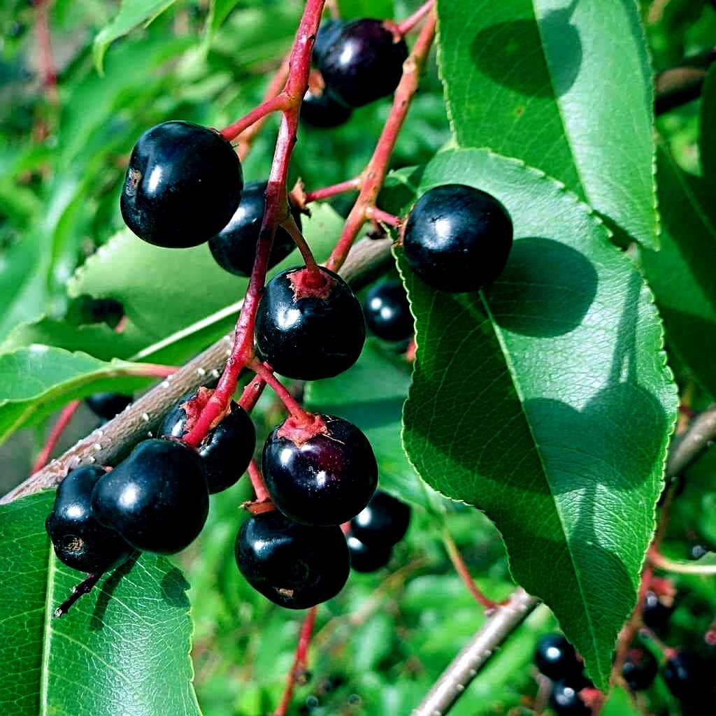<p>buds pointed, bark red-black when young, black and rough when mature, pungent and very bitter, flowers borne in 4-5" raceme, leaf with rufous hairs at base midrib on underside<br><br>larger leaves, bigger teeth on margins</p><p>red hairs underneath leaf</p>