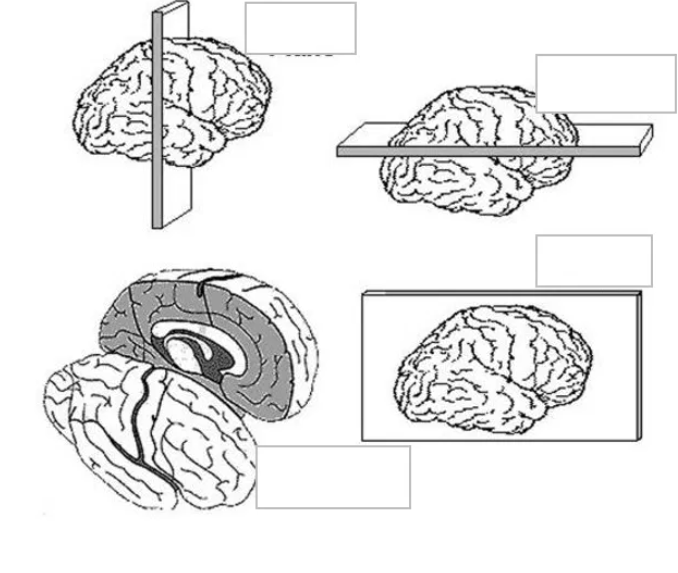 <p>label the planes of the CNS</p>