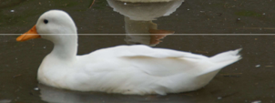 <p>welk type eend is dit</p>