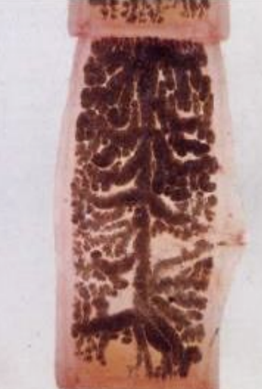 <p>name this species? </p>