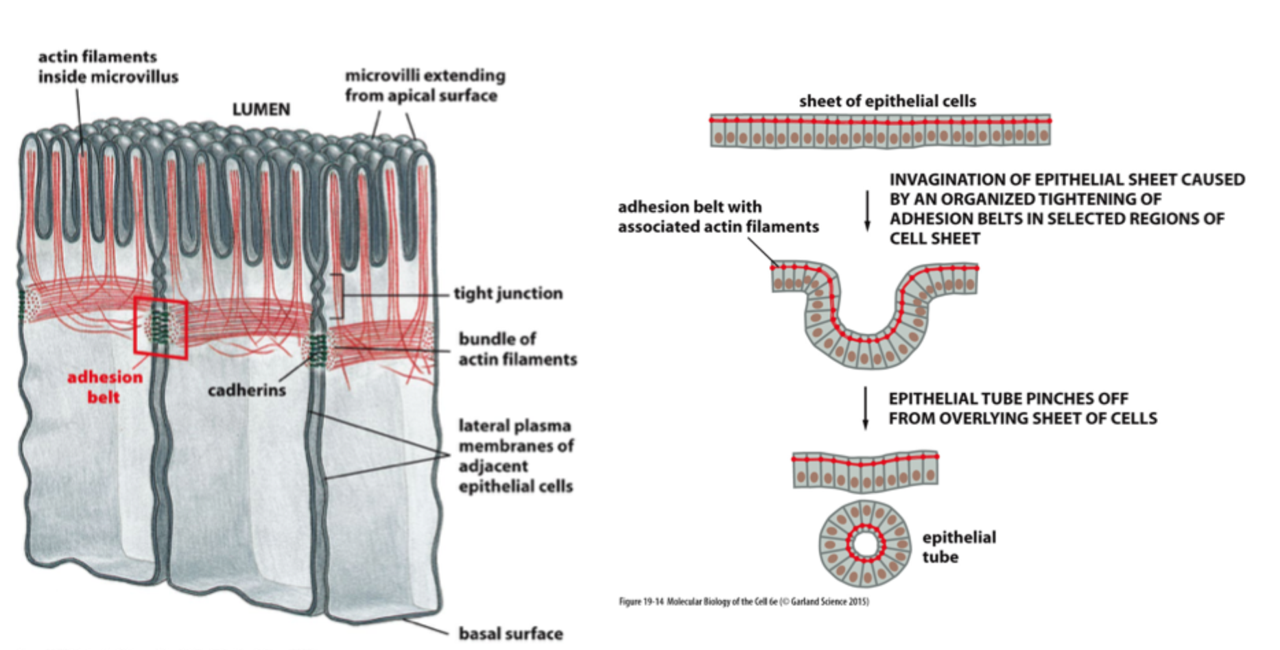 <p><strong>Adherens junctions</strong>, fordi de er koblet til <strong>aktinfilamenter</strong>.</p>