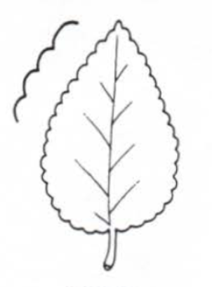 <p>Leaf margin</p>