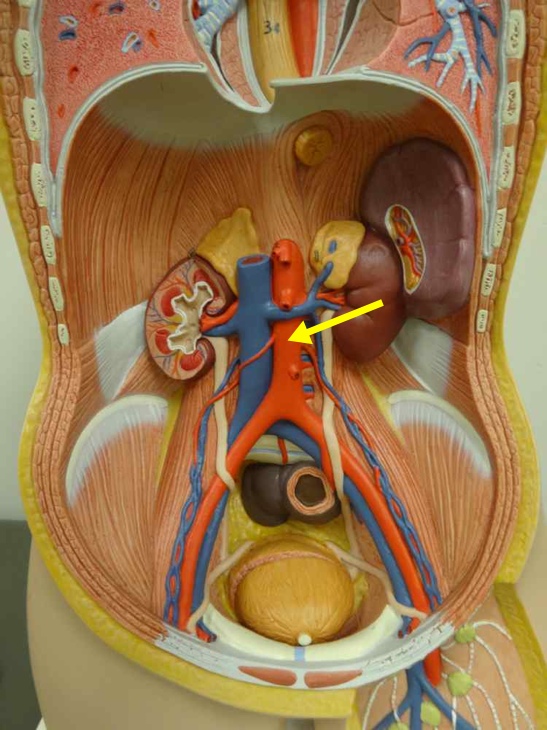 <p>Name the structure</p>