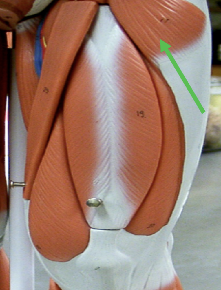 <p>Identify the muscle indicated by the pointer.</p>