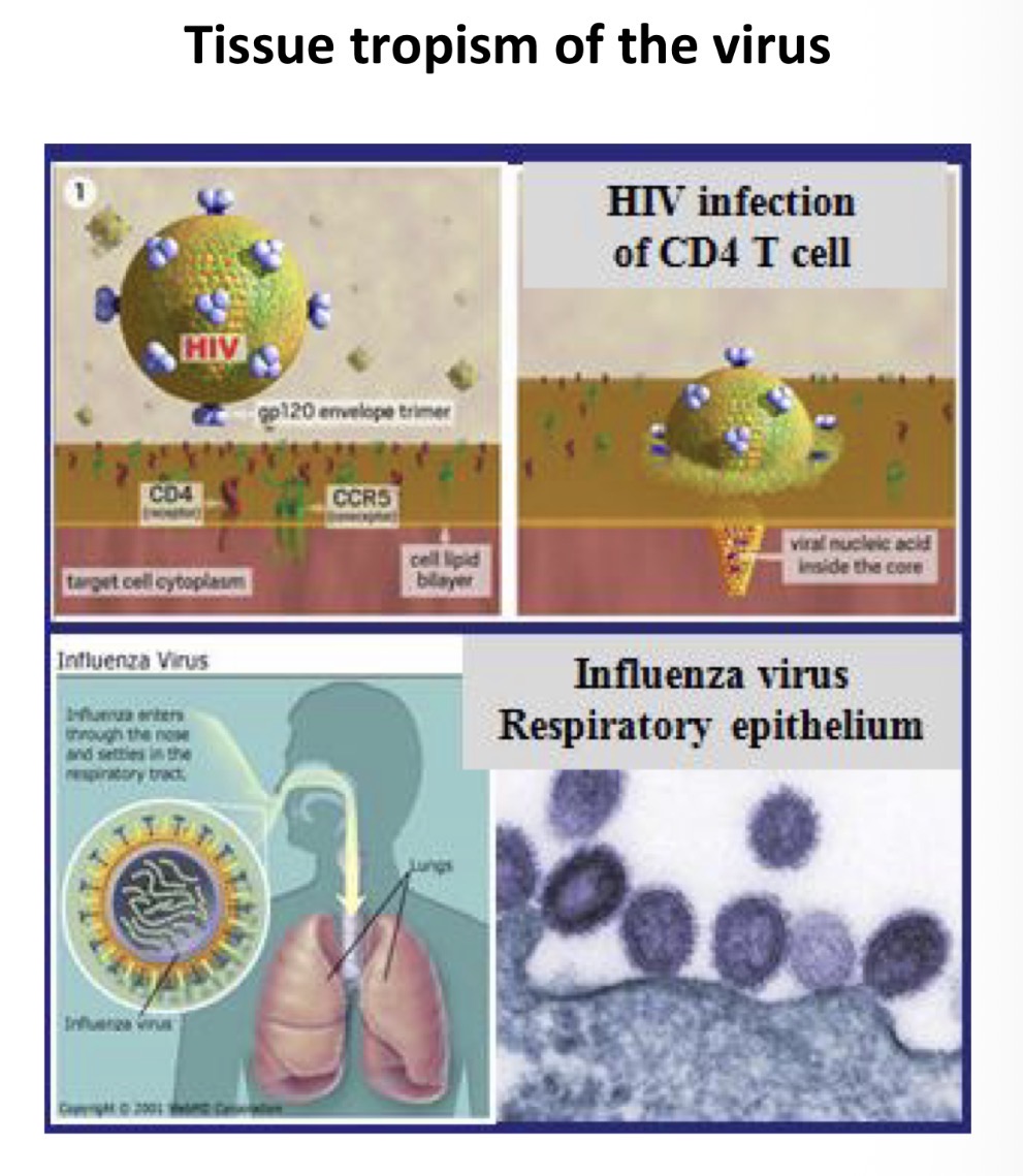 <p><strong><u>Obj. 2</u></strong></p><p>Differentiate the four main types of infectious disease - toxigenic, extracellular, <strong>facultative intracellular</strong>, <strong>obligate intracellular</strong>-including their basic characteristics, common pathogens, and the most important host defenses.</p><ol start="4"><li><p><strong><u>Obligate Intracellular Infection</u></strong></p></li></ol><p></p>