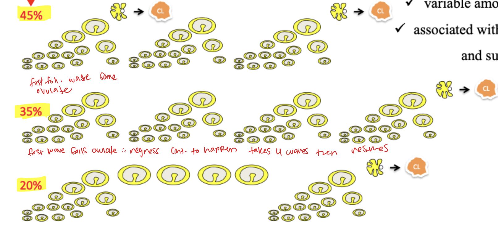 <ul><li><p>Variable depending on cow </p></li><li><p>associated with energy status and suckling activity </p></li></ul><p>in 45% cows ovulate after wave</p><p>35% fist wave fail ovulate so regress and continues to happen until finally resumes </p><p>20% keeps growing but doesnt ovulate - ovarian cyct</p>