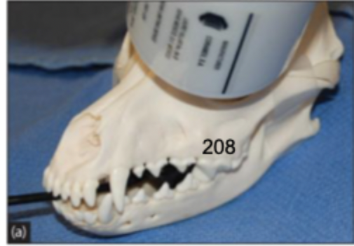 <p>shift the tube head to a rostral to caudal oblique in sternal recumbency</p>