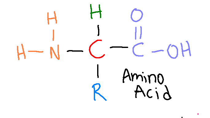 <p>What is the name of the purple component of amino acids?</p>
