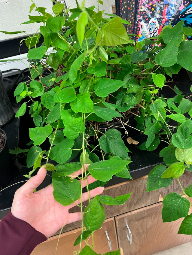 <ul><li><p>very sour fruit</p></li><li><p>interesting leaves</p></li></ul><p></p>