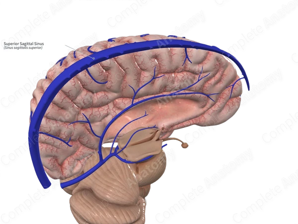 <p><span style="background-color: transparent;">the superior attachment of the falx cerebri.</span></p>