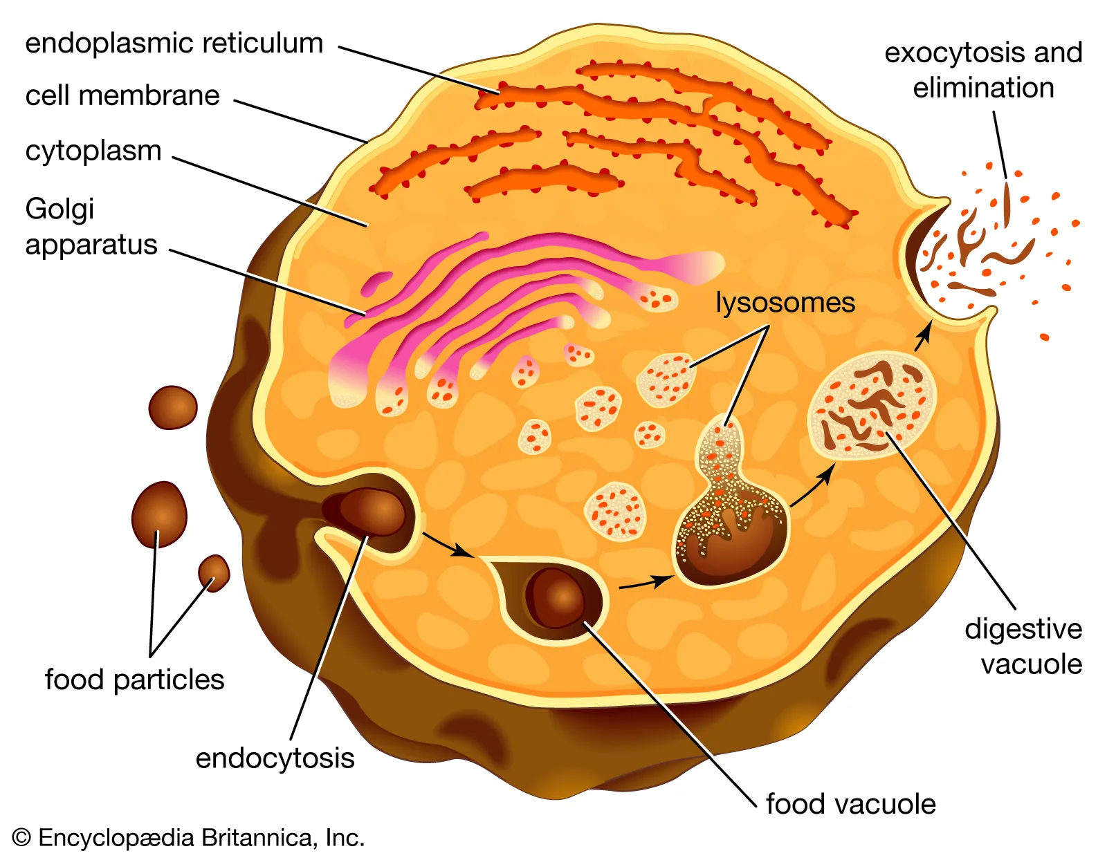 <p>A membrane-bound cellular compartment that forms during the ingestion of food and functions as an intracellular site for digesting nutrients and distributing them into the cell; stores and digests food, provides nutrients that the cell can use</p>