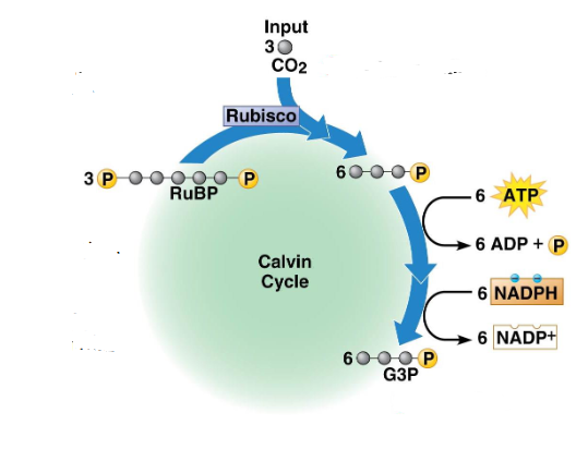 <ul><li><p>NADPH and ATP are used to reduce the 3-carbon molecule to G3P</p></li><li><p>NADPH provides the electrons for reduction</p></li><li><p>ATP provides energy for the process to take place</p></li></ul><p></p>