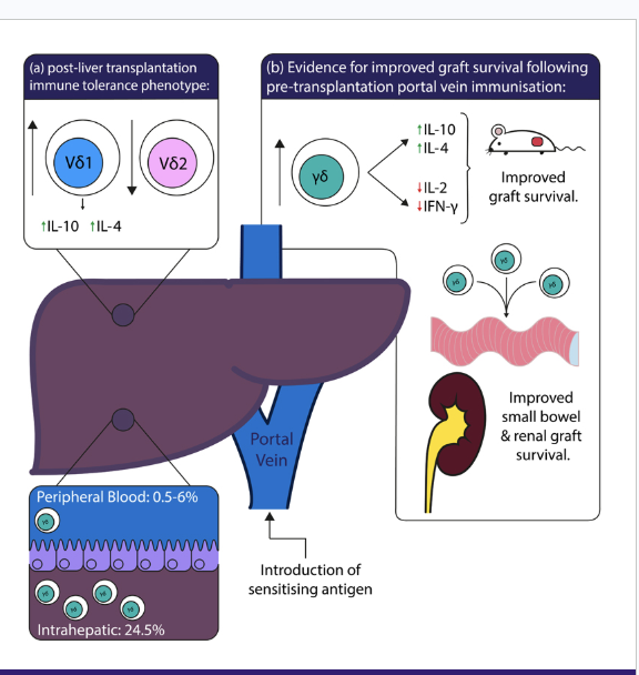 <ul><li><p><span style="background-color: transparent; font-family: "Open Sans", sans-serif;"><strong>γδ 1 cells</strong>: generally immunosuppressive</span></p></li><li><p><span style="background-color: transparent; font-family: "Open Sans", sans-serif;"><strong>γδ 2 cells</strong>: generally inflammatory</span></p></li><li><p><span style="background-color: transparent; font-family: "Open Sans", sans-serif;">Spontaneous tolerance observed in recipients where γδ 1 > γδ 2</span></p></li></ul><p></p>
