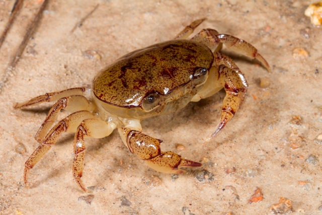 <p>Crabs</p><p>Lobster</p><p>Shrimp</p><p>Spiders</p><p>Mites</p><p>Ticks</p><p>Scorpions</p><p>Largest phylum</p><p>Chitinous external skeleton allowed for moving out the water</p><p>Evolved tracheae system and a compound eye</p>