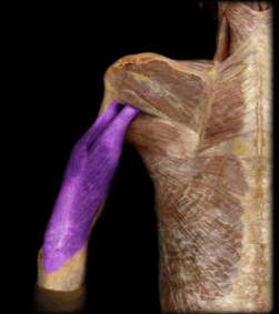 <p>elbow extension</p>