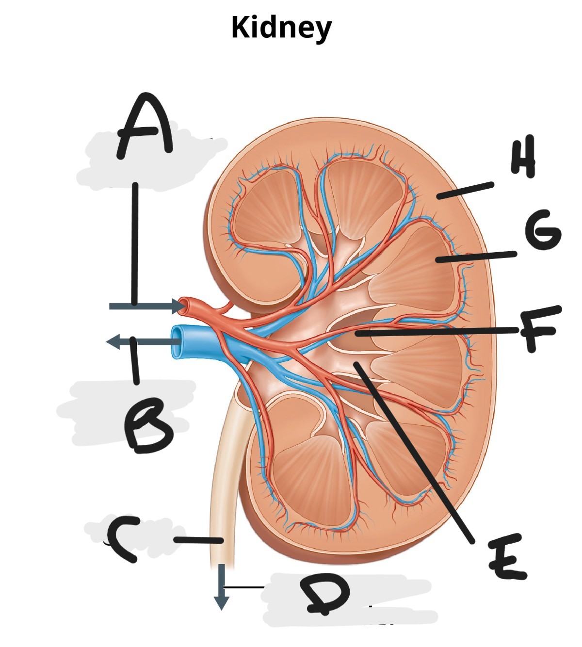 <p>A: Renal Artery</p><p>B: Renal Vein</p><p>C: Ureter</p><p>D: Towards bladder</p><p>E: Calyces</p><p>F: Renal Pelvis</p><p>G: Renal Medulla</p><p>H: Renal Cortex</p>