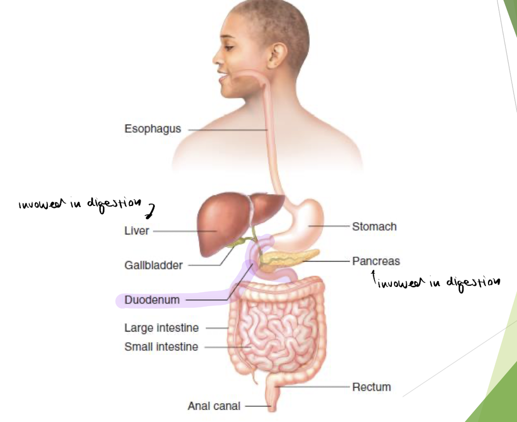 <p>Drive Theory: 3. Hunger - digestive process (basics)</p>