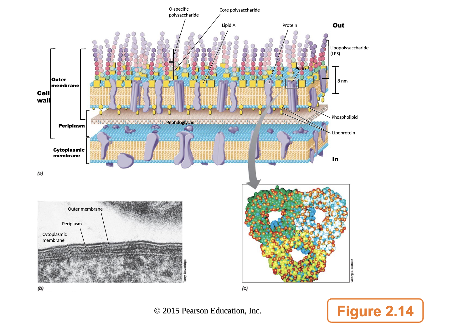 <p><span>• A SECOND lipid bilayer that contains polysaccharide<br>→Polysaccharide is linked via a lipid moiety to form lipopolysaccharide (LPS)<br>• Core polysaccharide<br>→Ketodeoxyoctonate (KDO), heptoses, glucose, galactose and N-acteylglucosamine<br>• Connected to the core is O-specific polysaccharide (hexose sugars)<br>• Lipid A (part of LPS) is embedded in the OM<br>→In an ester linkage with a disaccharide<br>→KDO is covalently linked to the disaccharide of Lipid A<br>       KDO is exclusive to Gram negative bacteria (no OM in Gram positives!)<br>       Lipid A – Endotoxin that can cause severe illness</span></p><p></p><p>outer membrane is a problem for antibiotics that want to target and kill the cell intracellularly many layers for the drug to get through</p><p>use porin molecules or channels (the tubes image bottom right)</p>