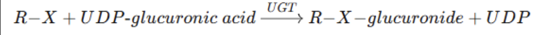 <p>• UDP-glucuronic acid (UDPGA): Activated glucuronic acid donor, as uridine</p><p>diphosphate glucuronic acid</p><p>• UGT: UDP-glucuronosyltransferase (enzyme)</p><p>• R–X–glucuronide: Conjugated (more water-soluble) product</p><p>• UDP: Uridine diphosphate (leaving group)</p><p></p>