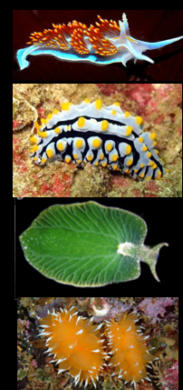 <p>Which phylum, class, subclass, and infraclass do these belong to?</p>