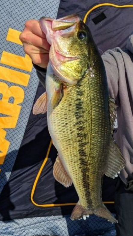 <p>Largemouth bass</p>